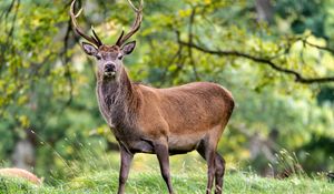 Preview wallpaper deer, animal, wildlife, grass