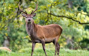 Preview wallpaper deer, animal, wildlife, grass