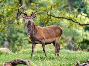 Preview wallpaper deer, animal, wildlife, grass