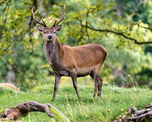 Preview wallpaper deer, animal, wildlife, grass