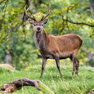 Preview wallpaper deer, animal, wildlife, grass