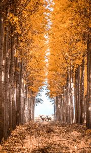 Preview wallpaper deer, animals, forest, trees, autumn