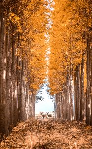 Preview wallpaper deer, animals, forest, trees, autumn