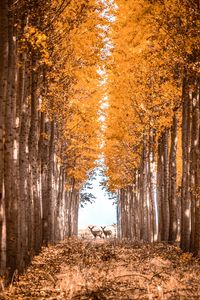 Preview wallpaper deer, animals, forest, trees, autumn