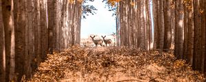 Preview wallpaper deer, animals, forest, trees, autumn