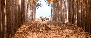 Preview wallpaper deer, animals, forest, trees, autumn