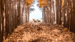Preview wallpaper deer, animals, forest, trees, autumn