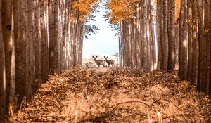 Preview wallpaper deer, animals, forest, trees, autumn