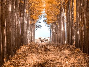 Preview wallpaper deer, animals, forest, trees, autumn