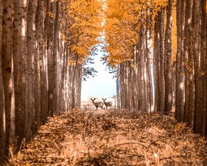 Preview wallpaper deer, animals, forest, trees, autumn