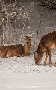 Preview wallpaper deer, animals, snow, winter, wildlife