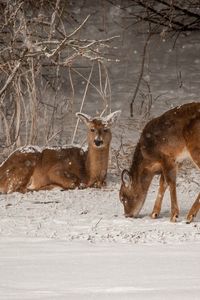 Preview wallpaper deer, animals, snow, winter, wildlife