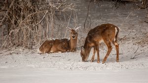 Preview wallpaper deer, animals, snow, winter, wildlife