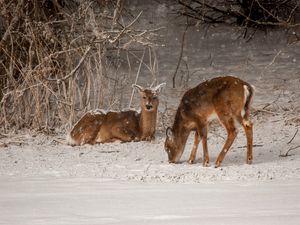 Preview wallpaper deer, animals, snow, winter, wildlife