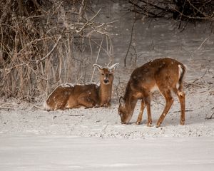 Preview wallpaper deer, animals, snow, winter, wildlife