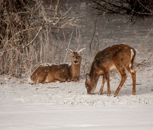 Preview wallpaper deer, animals, snow, winter, wildlife