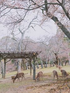 Preview wallpaper deer, animals, trees, pasture