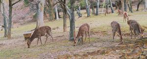 Preview wallpaper deer, animals, trees, pasture