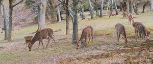 Preview wallpaper deer, animals, trees, pasture