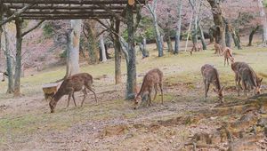 Preview wallpaper deer, animals, trees, pasture