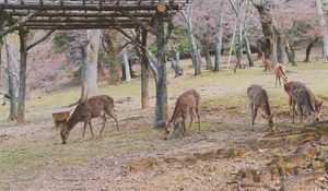 Preview wallpaper deer, animals, trees, pasture