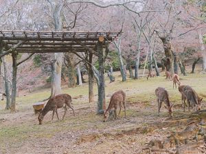 Preview wallpaper deer, animals, trees, pasture