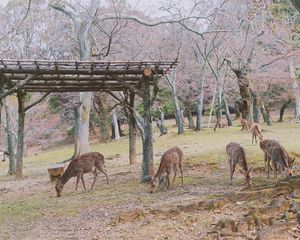 Preview wallpaper deer, animals, trees, pasture