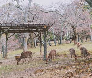 Preview wallpaper deer, animals, trees, pasture