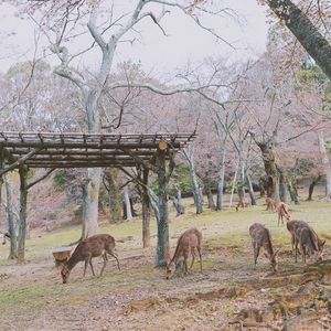 Preview wallpaper deer, animals, trees, pasture