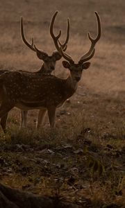 Preview wallpaper deer, animals, wildlife