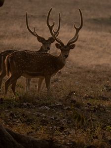 Preview wallpaper deer, animals, wildlife