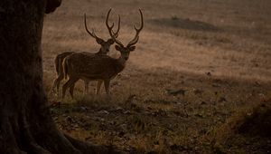 Preview wallpaper deer, animals, wildlife