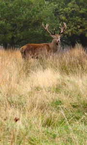 Preview wallpaper deer, antler, animal, field, wildlife