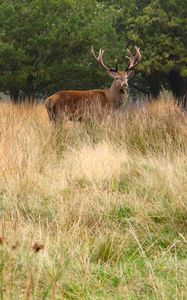 Preview wallpaper deer, antler, animal, field, wildlife