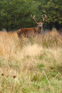 Preview wallpaper deer, antler, animal, field, wildlife