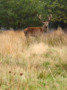 Preview wallpaper deer, antler, animal, field, wildlife