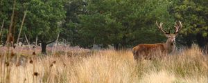 Preview wallpaper deer, antler, animal, field, wildlife