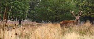 Preview wallpaper deer, antler, animal, field, wildlife