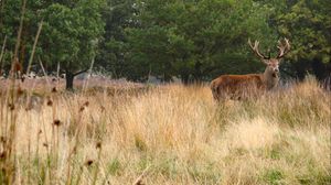 Preview wallpaper deer, antler, animal, field, wildlife