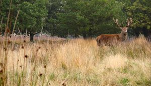 Preview wallpaper deer, antler, animal, field, wildlife