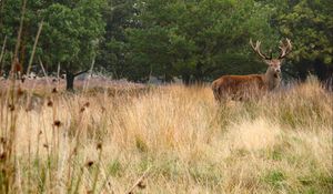 Preview wallpaper deer, antler, animal, field, wildlife