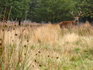 Preview wallpaper deer, antler, animal, field, wildlife