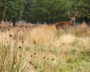 Preview wallpaper deer, antler, animal, field, wildlife