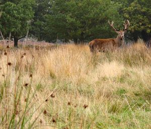 Preview wallpaper deer, antler, animal, field, wildlife