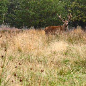 Preview wallpaper deer, antler, animal, field, wildlife
