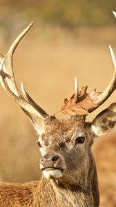 Preview wallpaper deer, antler, animal, leaf, autumn, wildlife