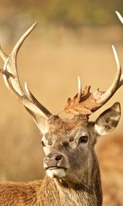 Preview wallpaper deer, antler, animal, leaf, autumn, wildlife