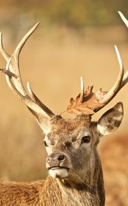 Preview wallpaper deer, antler, animal, leaf, autumn, wildlife