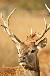 Preview wallpaper deer, antler, animal, leaf, autumn, wildlife