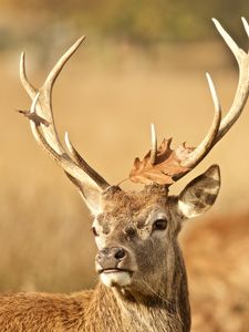 Preview wallpaper deer, antler, animal, leaf, autumn, wildlife